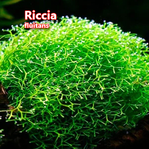 Riccia fluitans